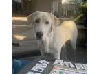 Adopt Buddy a Great Pyrenees