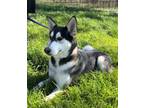 Adopt Clue a Husky