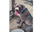 Adopt Hector 2 a Mastiff