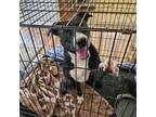 Adopt Dante a Black Labrador Retriever
