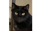 Adopt JuJu a American Shorthair