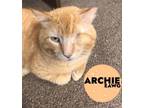 Adopt Archie a Domestic Short Hair, Tabby