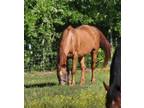 Free Grade Quarter Horse