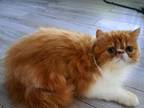 CFA Red Bicolor Male Persian Kitten