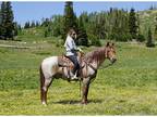 Trail, Liberty, Gentle!