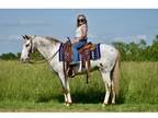 Trail, ranch, cattle, lessons
