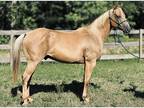 Well Broke, Gentle Ranch Horse