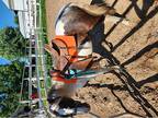 Perfect lesson pony