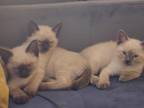 Siamese Kittens