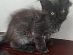 Black Smoke Maine Coon