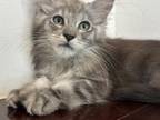 Female Maine Coon