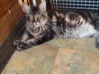 Maine Coon Kitten