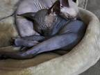 Female Sphynx Kitten Available For Reservation