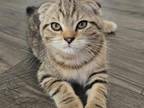 Tabby Scottish Fold Boy