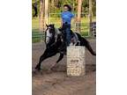 Registered Quarterhorse Overa Paint