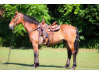 Super Gentle Anyone Can Ride or Drive, Safe and Honest, Very Quiet