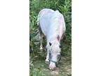 Miniature pinto mare
