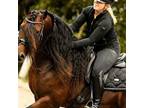 Handsome Baroque Gelding