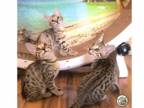 F5 Savannah Kittens