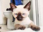 Beautiful Siamese