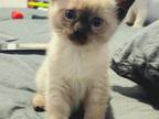 Hello Siamese Kittens