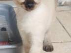 Elegant Siamese Kittens