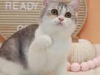 Blue Tabby Bicolor Scottish Straight Girl