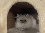 Lilac Pointed Kitten