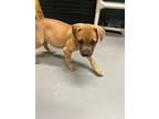 Rufus, Terrier (unknown Type, Small) For Adoption In Hartford City, Indiana