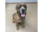 Adopt GEORGIA a Cane Corso