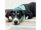 Adopt EARTHA a Pointer, Hound
