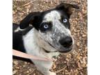 Adopt GAIA a Australian Cattle Dog / Blue Heeler