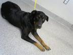 Adopt A171695 a Rottweiler, Mixed Breed