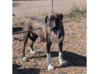 Adopt Mika a Anatolian Shepherd, Mixed Breed