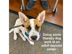 Adopt Lala (FKA Laguna) a Cattle Dog