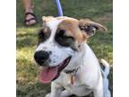 Adopt Lola (FKA LaJolla) a Cattle Dog