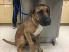 Adopt Dog a Boxer, Mixed Breed