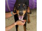 Adopt SASHA a Doberman Pinscher