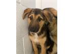 Adopt PERIWINKLE a German Shepherd Dog