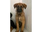 Adopt PURPLE a German Shepherd Dog