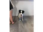 Adopt MINNIE a Border Collie