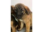 Adopt ORCHID a German Shepherd Dog