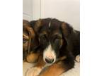 Adopt LILAC a German Shepherd Dog