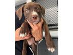 Adopt A691530 a Pit Bull Terrier, Mixed Breed
