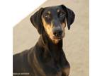 Adopt WALNUT a Doberman Pinscher