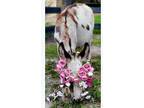 Mini Horse Mini Donkey