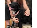 Adopt ALASIE (honest noble) a Border Collie, Mixed Breed