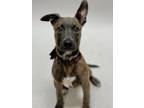 Adopt VIOLET a Pit Bull Terrier, Dutch Shepherd