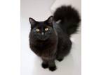 Adopt Finn a Domestic Medium Hair