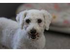 Adopt Rosa a Bichon Frise